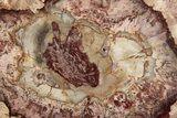 Colorful Petrified Wood (Araucaria) Round - Madagascar #339361-1